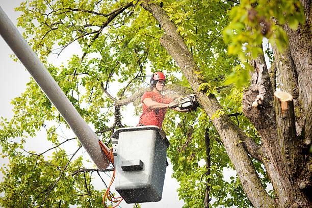 Best Professional Tree Care  in Taft Mosswood, CA